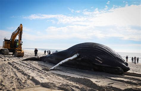 Beached .